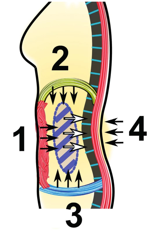 Souhra mezi ventrální a dorzální muskulaturou hlubokého stabilizačního systému bederní páteře. Stabilizace bederní páteře je z ventrální strany zajištěna převážně břišními svaly (1), bránicí (2) a svaly pánevního dna (3). Jejich společným působením vzniká nitrobřišní tlak (černé šipky, modrý ovál), který se z přední strany přenáší na bederní páteř (bílé šipky). Z dorzální strany (4) je zajištěna stabilita bederní páteře jejich antagonisty, tedy extenzory páteře (m. erector trunci).