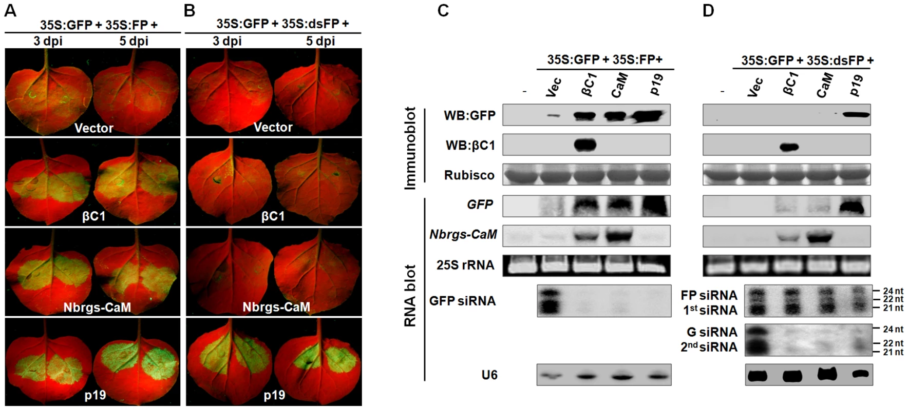 Nbrgs-CaM and βC1 suppress sense-PTGS and the production of secondary siRNA.
