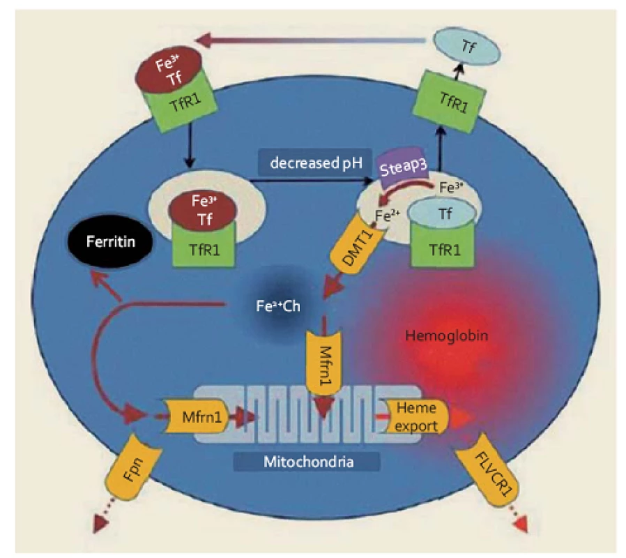 Metabolizmus železa v erytroidních prekurzorech (upraveno podle [1]). Transferin (Tf) transportující trojmocné železo se váže na povrchu buňky na transferinový receptor 1 (TfR1), celý komplex podléhá endocytóze, v kyselém prostředí pak dochází k uvolnění Fe&lt;sup&gt;3+&lt;/sup&gt; z vazby na komplex Tf-TfR1 a jeho redukci na dvojmocnou formu účinkem reduktázy Steap3. Transport Fe&lt;sup&gt;2+&lt;/sup&gt; do nitra buňky je zprostředkován DVMT1, z intracelulárního prostoru je buď odsunováno vázané na mitochondriální feritin (Mfrn1) do mitochondrií i je ukládáno do zásobní formy feritinu. Vytvořený hem je vázán s globinem, za určitých okolností může být železo též transportováno extracelulárně (zprostředkováno ferroportinem 1 – Fpn), stejně tak jako vznikající hem (vazbou s FLVC receptorem – FLVCR1).
Fig. 1. Metabolism of iron in erythroid precursors (modified according to [1]). Transferrin (Tf) transporting ferric iron binds on the cell surface with transferrin receptor 1 (TfR1), the whole complex is endocytosed, Fe&lt;sup&gt;3+&lt;/sup&gt; is then released from the TF-TfR1 complex in acidic environment and is reduced to divalent form by the Steap3 reductase. Transport of Fe&lt;sup&gt;2+&lt;/sup&gt; into the intracellular space is mediated by DVMT1, once eleased, iron binds to mitochondrial ferritin and is subsequently utilised in mitochondria, or it may be stored in ferritin. De novo synthesized haem binds with globin. Under certain circumstances, iron can also be transported extracellularly (mediated by ferroportin 1 – FPN), as well as created haem (mediated by FLVC receptor – FLVCR1).
