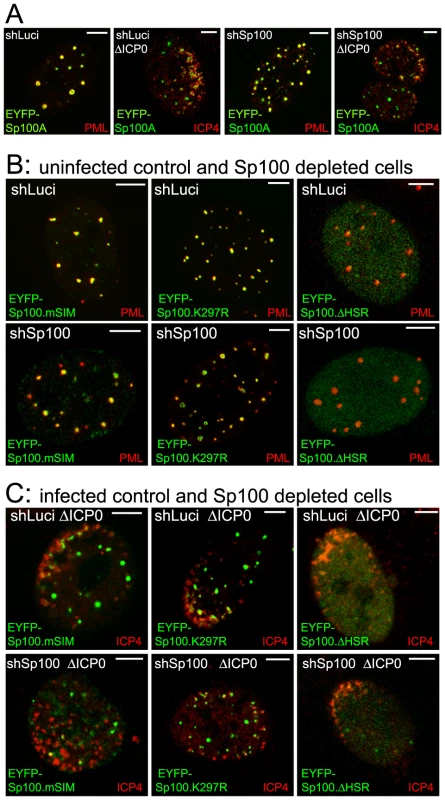 Immunofluorescence analysis of Sp100 reconstructed cells.