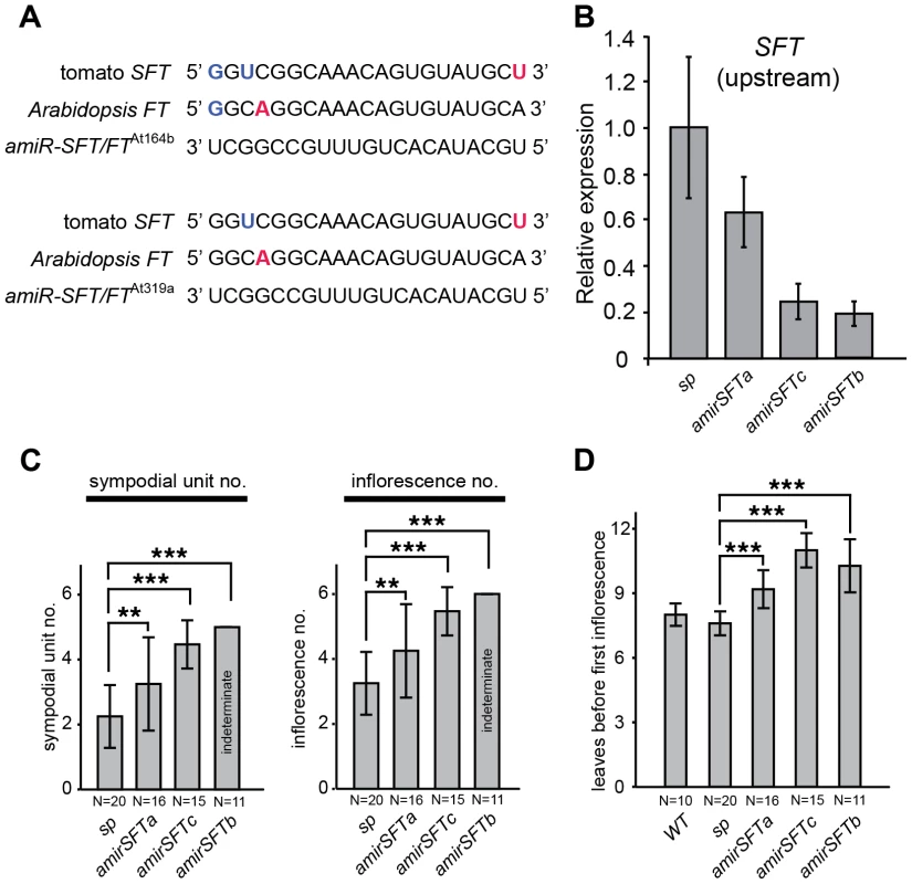 Reducing <i>SFT</i> transcripts with artificial microRNAs mimics the dosage effects of <i>sft/</i>+ heterozygosity.