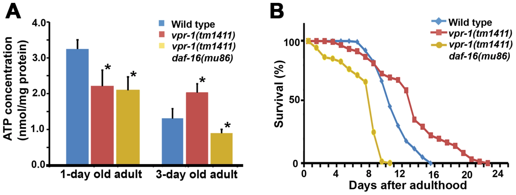 Effect of DAF-16 inactivation on ATP level and lifespan.
