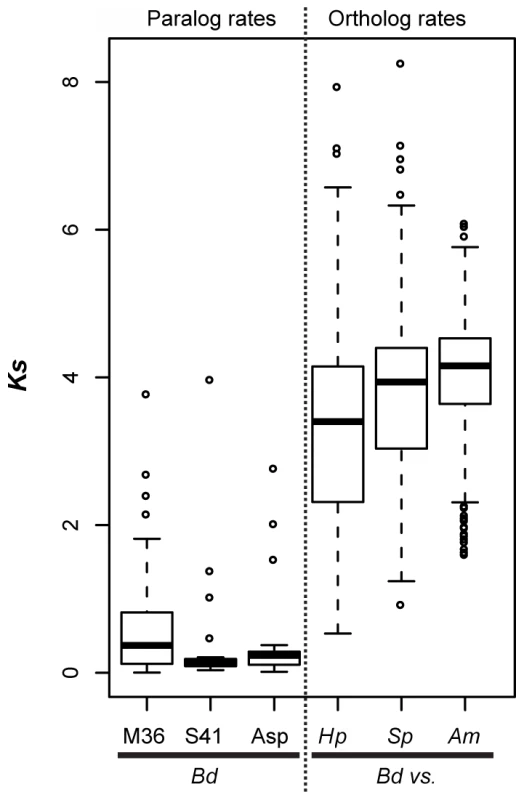 Left panel (paralog rates) shows box plots of synonymous substitution rates (<i>Ks</i>) for <i>Bd</i> lineage-specific duplicates in three protease families.
