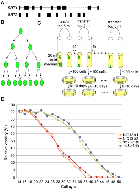 <i>Chlamydomonas SRT2</i> and life span extension in <i>Chlamydomonas nic13-1</i> mutant strain.