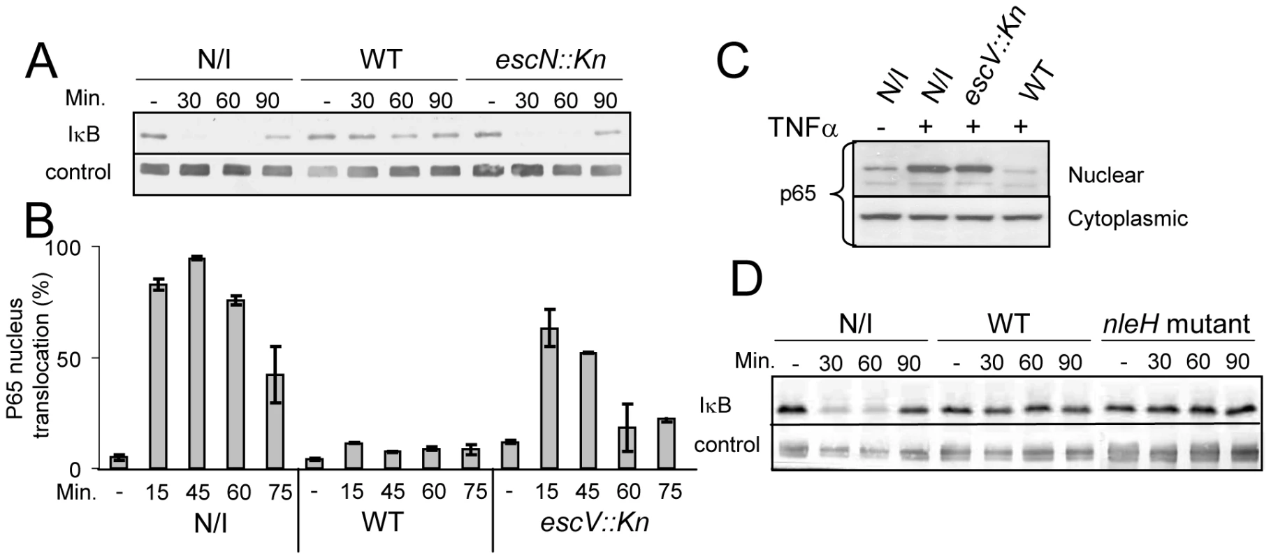 EPEC inhibit TNFα-induced IκB degradation and NF-κB translocation to the nucleus in a TTSS-dependent manner.