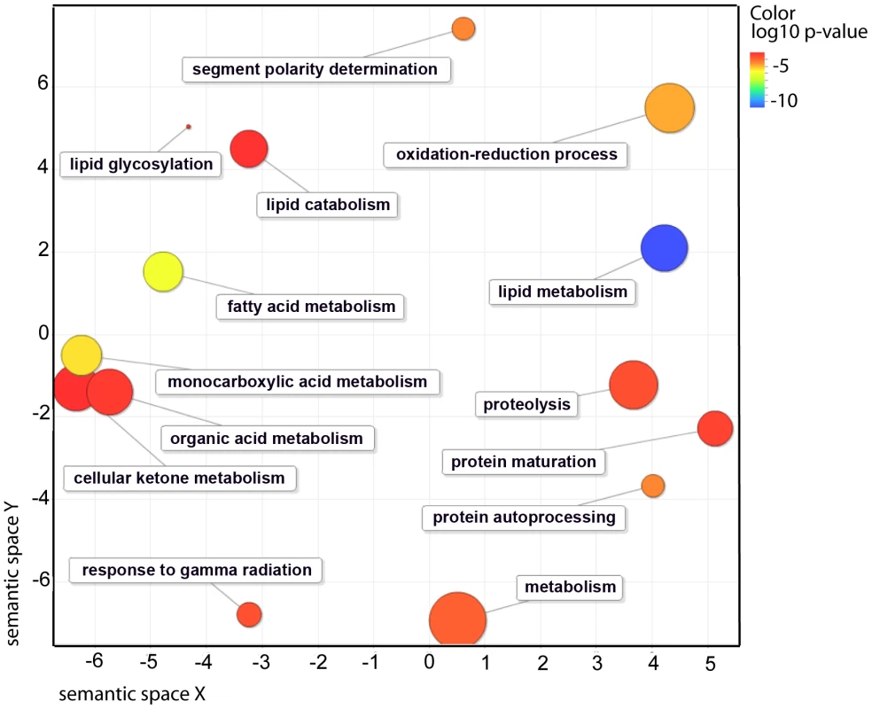 Functional classification summary for the <i>nhr-49</i> mutant are represented as a scatter plot using the GO visualization tool REViGO.
