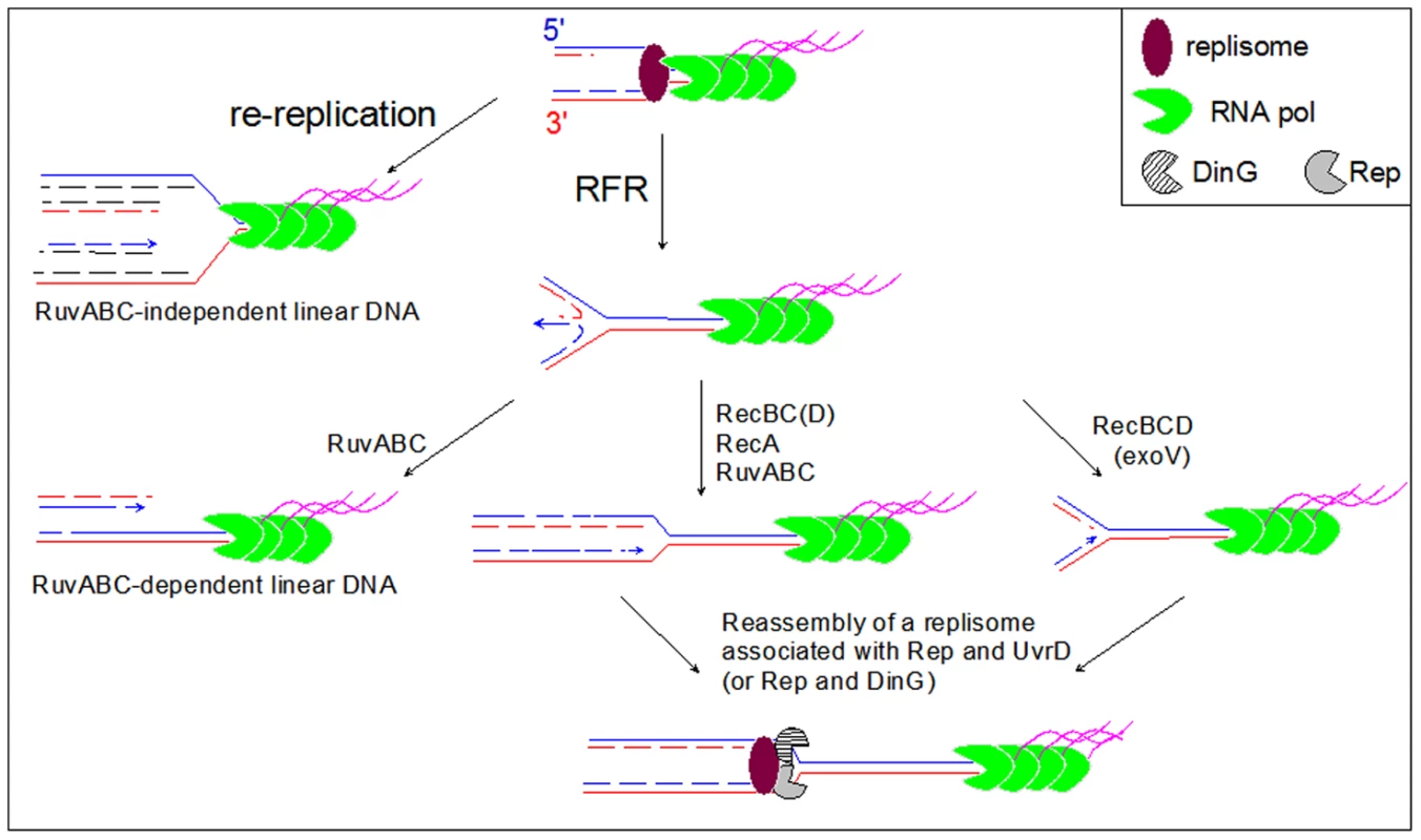 Model for the restart of forks arrested by a highly expressed, oppositely oriented <i>rrn</i> operon.