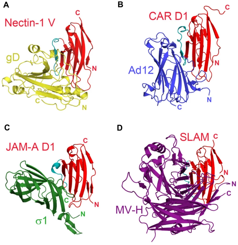 Similarities in the interactions between adhesion molecules with Ig-like fold and viral receptor-binding proteins.