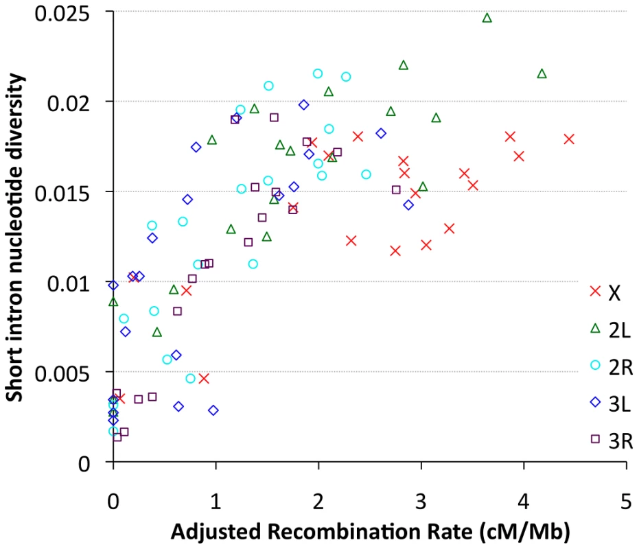 Nucleotide diversity versus recombination rate for short intron sites (bp 8–30 in &lt;65 bp introns) is plotted by cytological band.