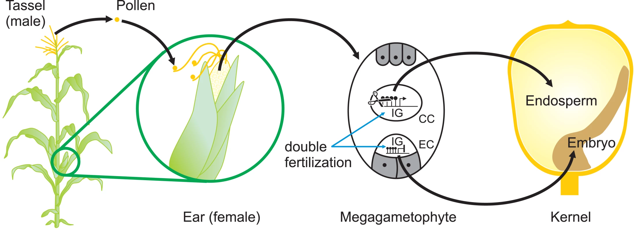 Sites of Potential Epigenetic Reprogramming during Maize Reproduction.