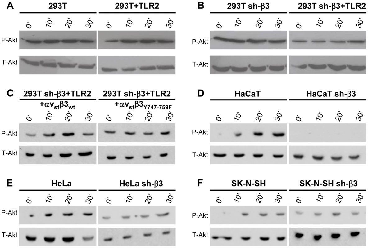 HSV-induced Akt phosphorylation dependent on αvβ3-integrin, its C-tail, and TLR2.