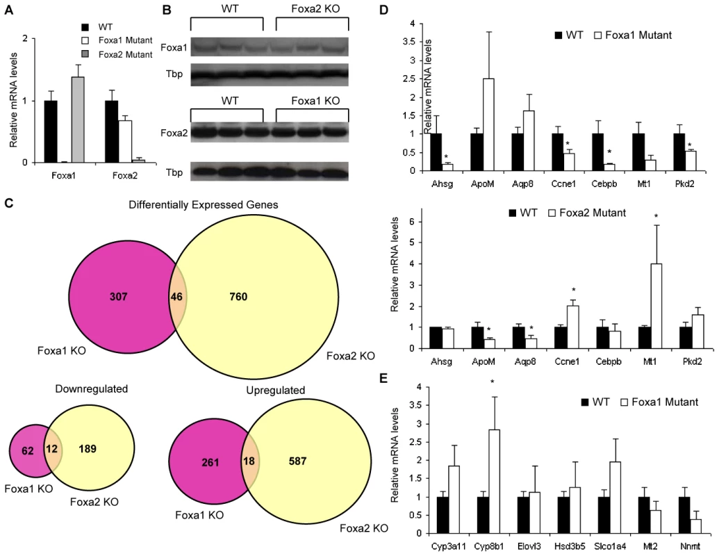 Foxa1 and Foxa2 Regulate Different Sets of Target Genes in the Adult Liver.
