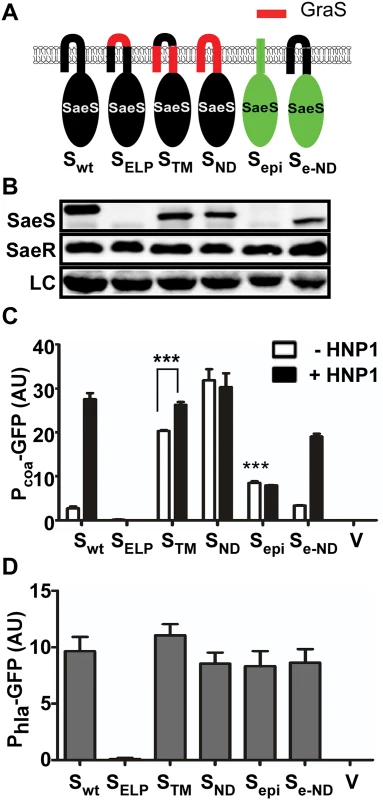 The N-terminal domain of SaeS controls the basal expression level and response to HNP1.