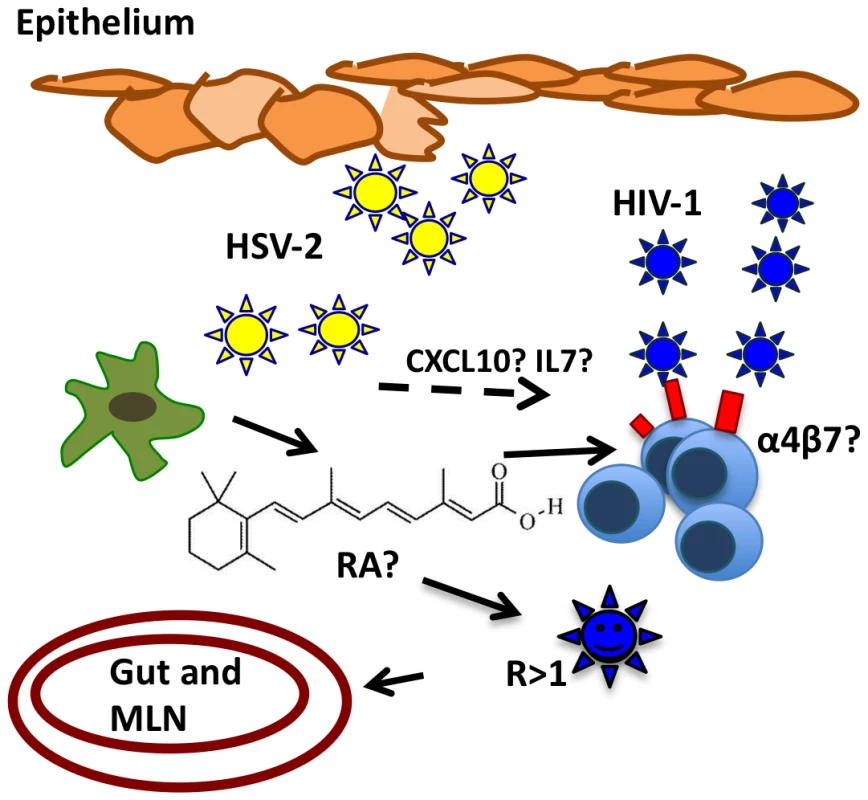 Potential mechanism of HSV-2-infected DCs enhancement of HIV-1 infection.