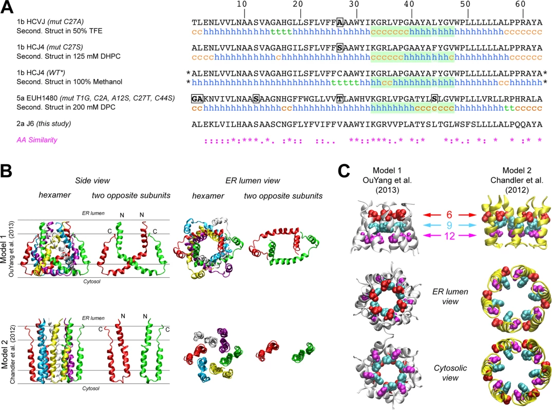 Comparison of p7 structure models identifies the N-terminal helical region as a potential key modulator of p7 function.