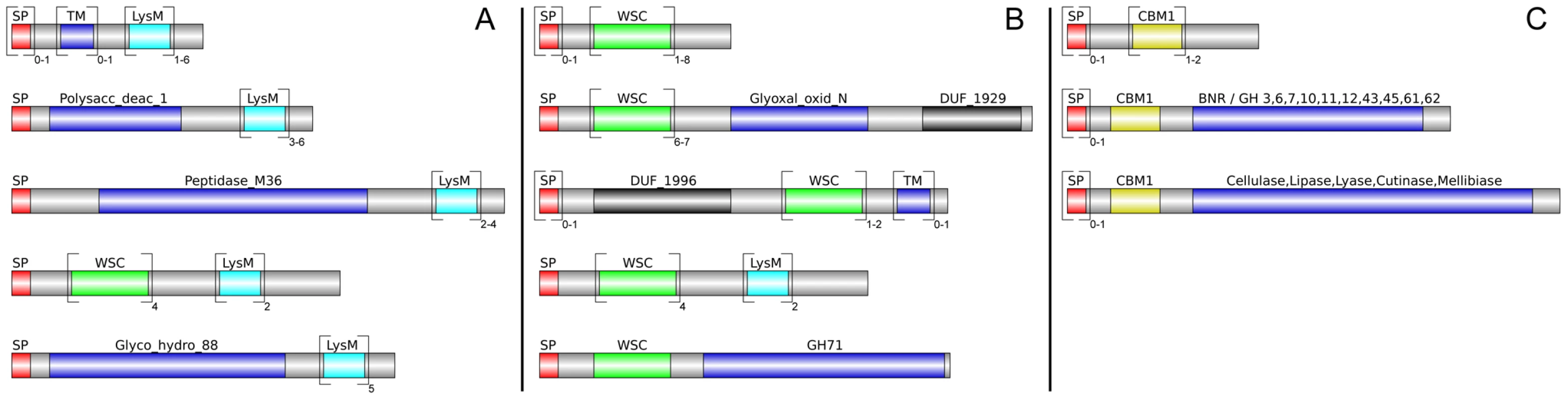 Different architecture of <i>P. indica</i> LysM and WSC containing proteins.
