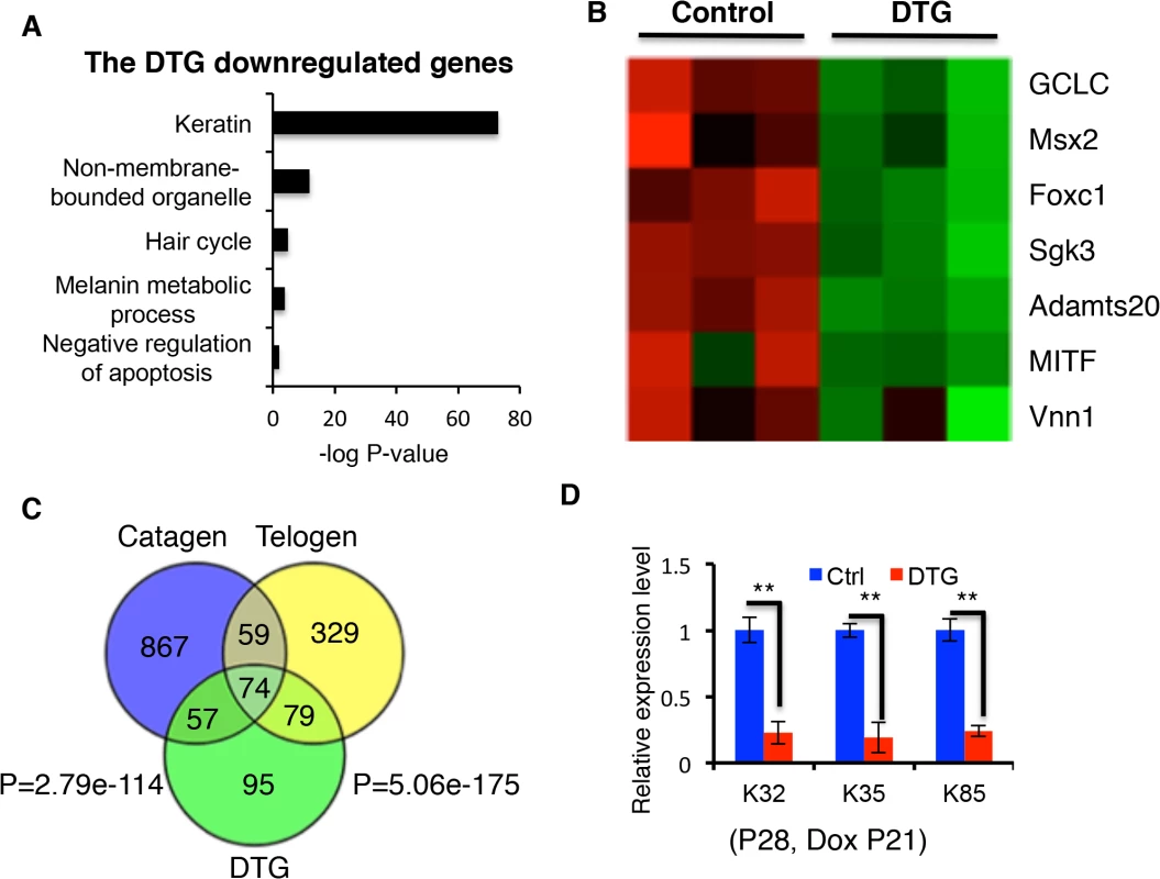 Comparison of downregulated genes in catagen, telogen and DTG transcriptome profiles.