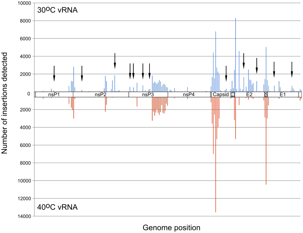 Frequency of insertion sites found in vRNAs of virus propagated at 30°C or 40°C.