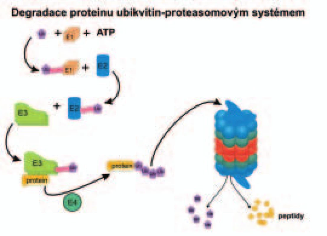 Schéma ubikvitinylace substrátu (proteinu určeného k degradaci v proteazomu) a jeho proteolýza na malé peptidy v proteazomu. Průběh obou pochodů je popsán v textu.