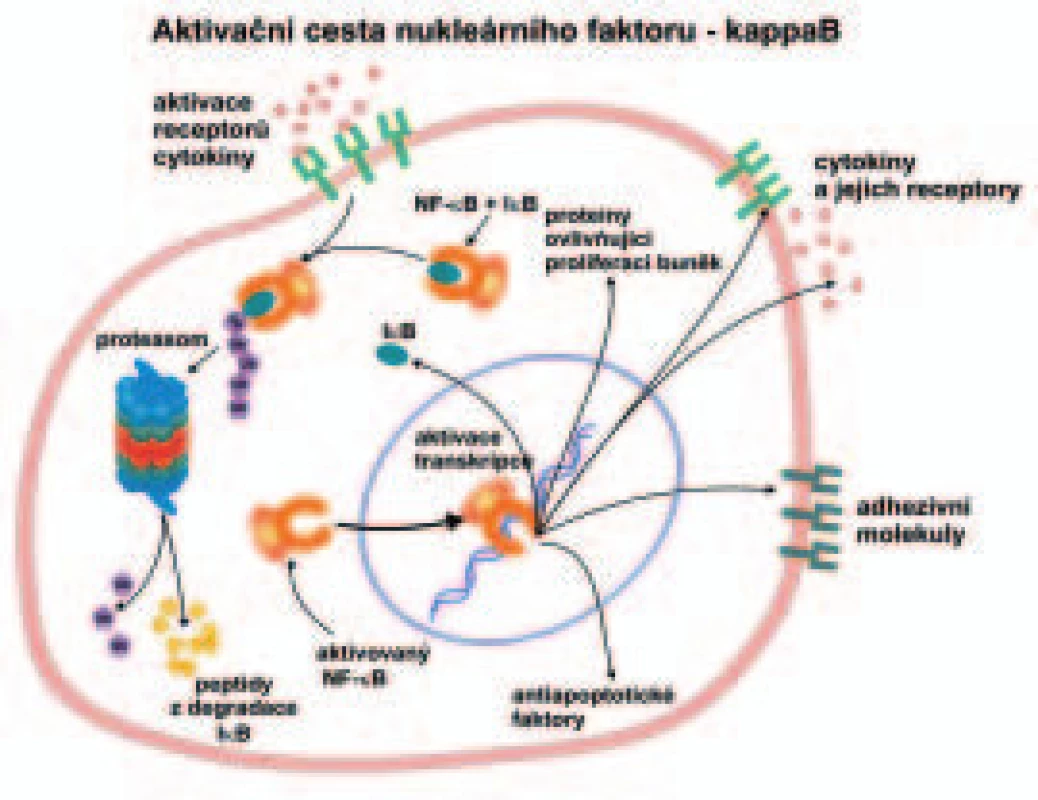 Schéma aktivace transkripčního faktoru NF-κB degradací jeho inhibitoru IκB v proteazomech. Po stimulaci buňky např. cytokiny dojde k fosforylaci a polyubikvitinylaci inhibitoru IκB a jeho rozkladu v proteazomech. Degradace IκB umožní přestup transkripčního faktoru NF-κB do jádra buňky, kde nasedá na promotory různých genů a spouští jejich transkripci. Indukuje tak tvorbu cytokinů a jejich receptorů, antiapoptotických faktorů, adhezivních molekul, proteinů ovlivňujících proliferaci buněk a svého vlastního inhibitoru IκB.