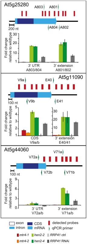 Accumulation of 3′ extended mRNAs in <i>hen2</i> mutants.