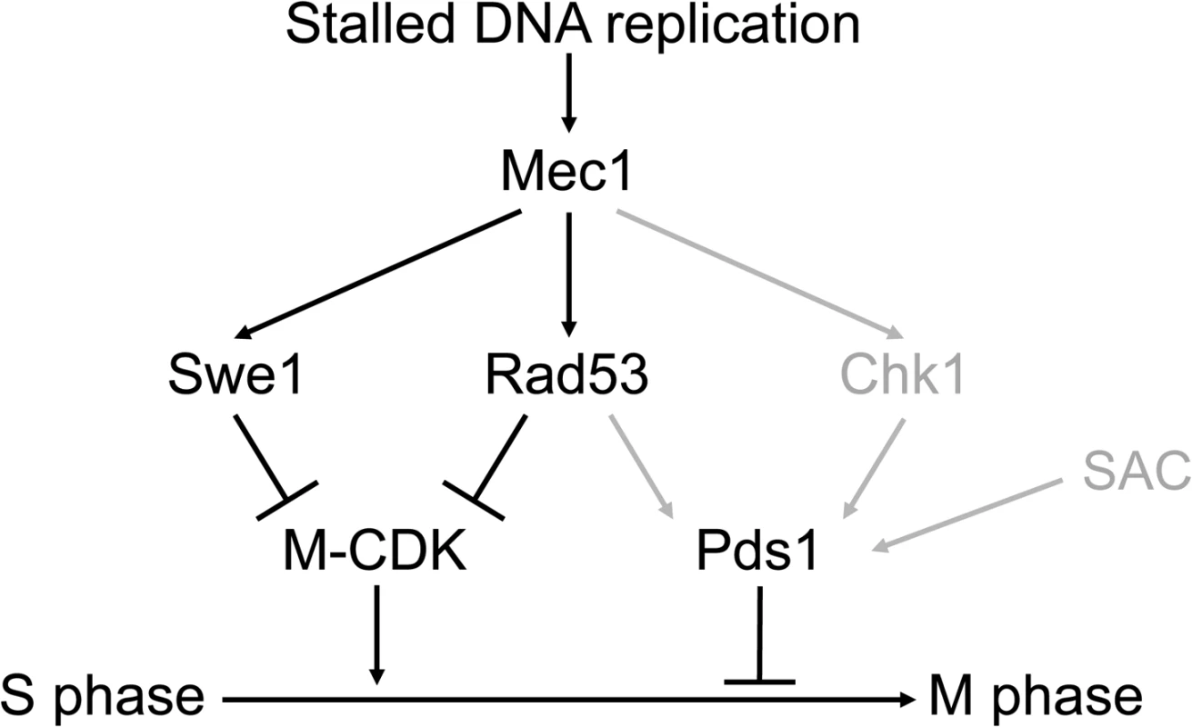 Three different pathways prevent chromosome segregation in the presence of genotoxic stress.