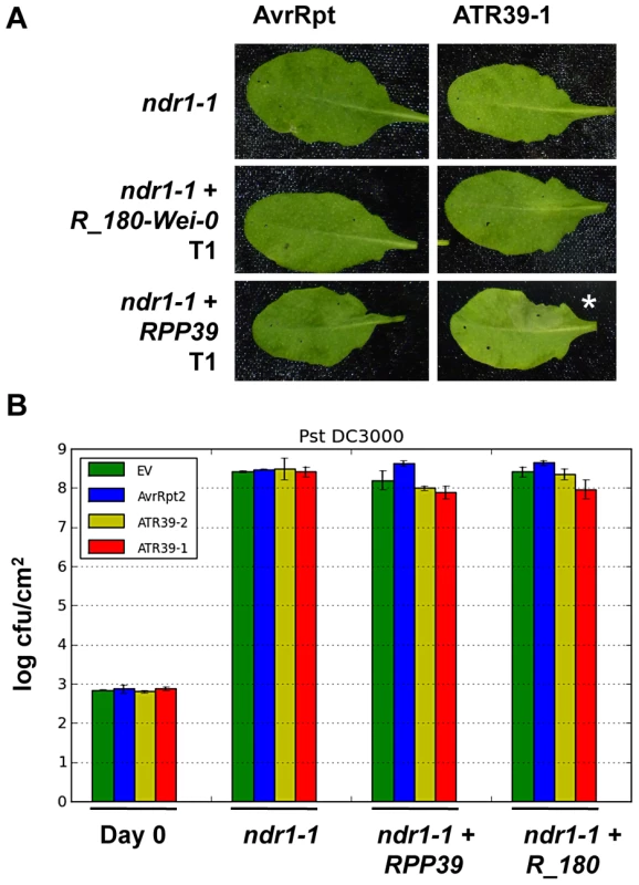 NDR1 is required for full resistance but dispensable for HR mediated by RPP39.