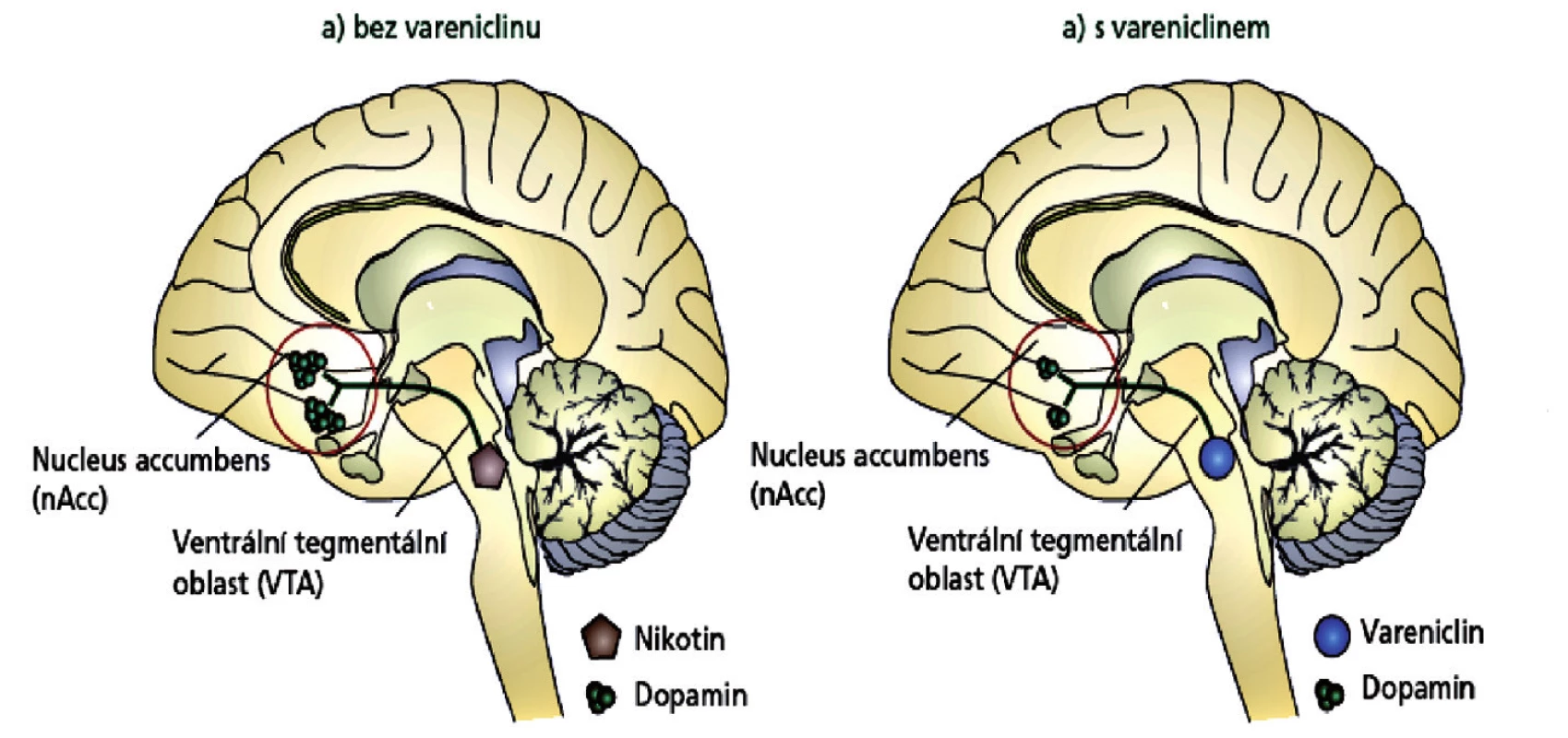 Mechanismus účinku vareniclinu v mozku