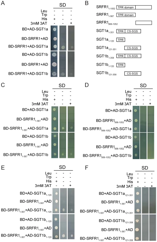 SRFR1 interacts with SGT1a and SGT1b in yeast two-hybrid analysis.