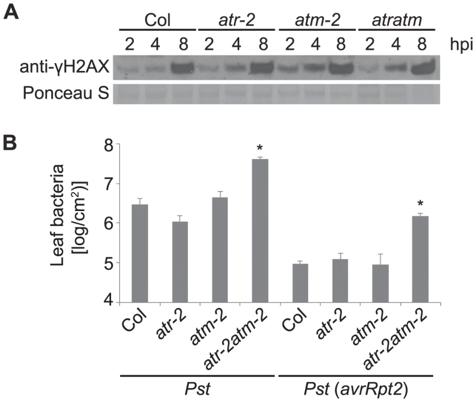 <i>Pst</i>-induced γ-H2AX accumulation is independent of ATR and ATM but <i>atr atm</i> double mutants are more susceptible to growth of <i>Pst</i> bacteria.