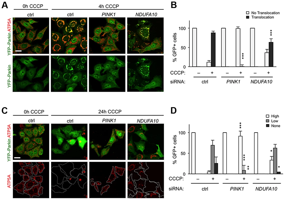 <i>NDUFA10</i> knockdown slightly reduces CCCP-induced Parkin translocation and mitophagy.