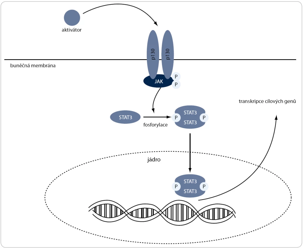 JAK/STAT3 signální dráha. Po navázání aktivátoru na buněčný receptor gp130 je aktivována JAK, která následně fosforyluje transkripční faktor STAT. Ten je translokován do jádra, kde zprostředkovává expresi genů, které inhibují apoptózu, podporují buněčný cyklus a zvyšují rezistenci na chemoterapeutické látky.