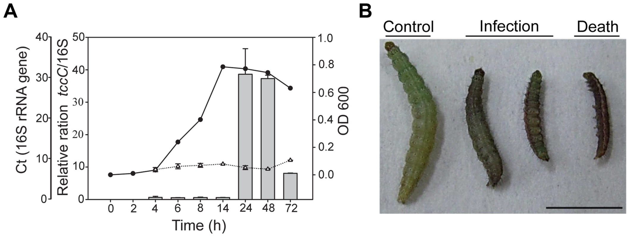 Relative expression levels of <i>tccC</i> and toxicity of <i>P. taiwanensis</i> to <i>P. xylostella</i> larvae.