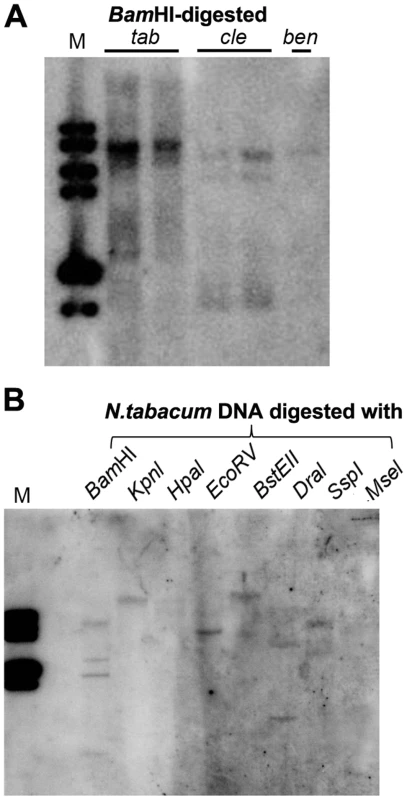 Multiple DNA bands are detectable in <i>Nicotiana</i> species that show homology to Y-Sat.