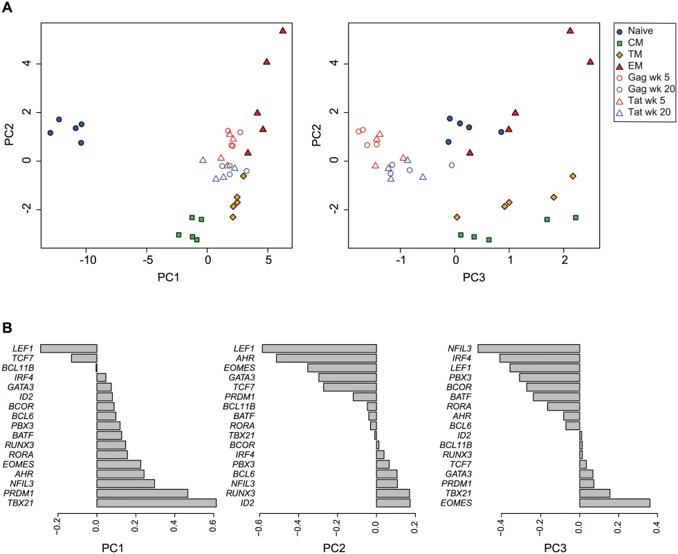 Principal component analysis of transcription factor expression profiles from SIV-specific MHC tetramer-sorted CD8<sup>+</sup> T cells and sorted CD8<sup>+</sup> T cell subsets.
