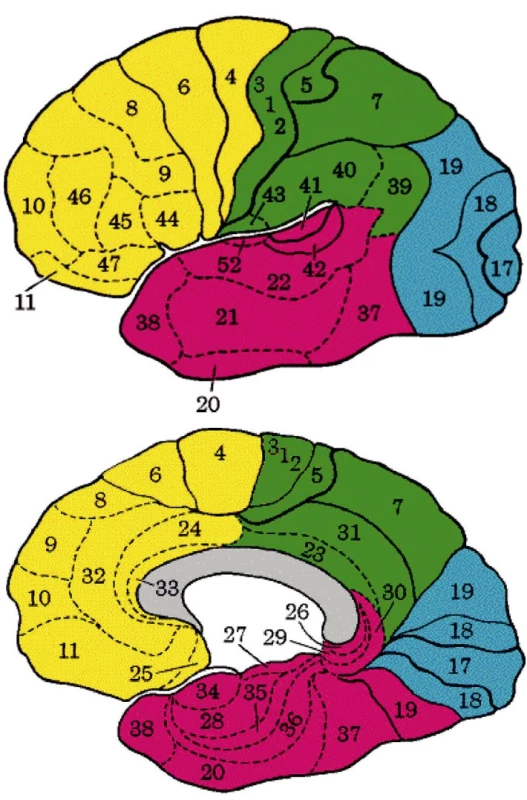 A. Brodmanova mapa, zevní plocha levé hemisféry 
B. Brodmanova mapa, vnitfiní plocha pravé hemisféry