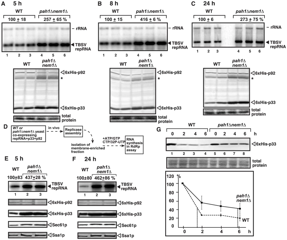 Increased TBSV repRNA replication and enhanced p33 stability in yeast lacking Pah1p.