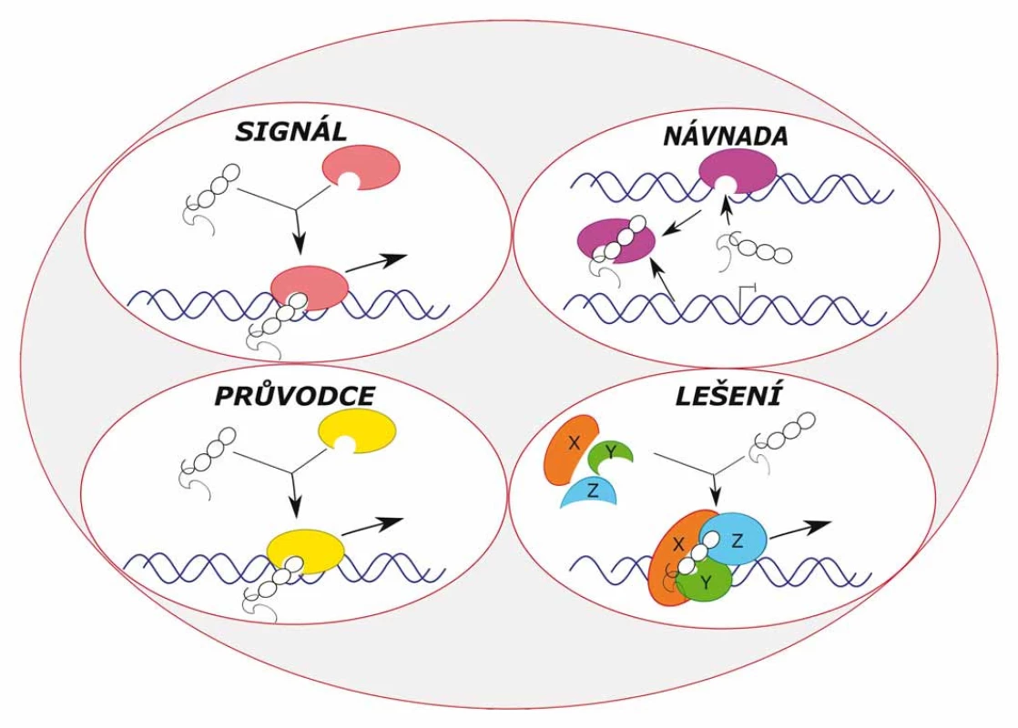 Typy molekulárních mechanizmů lncRNA – tzv. funkční „archetypy“ – signál, návnada, průvodce a lešení.