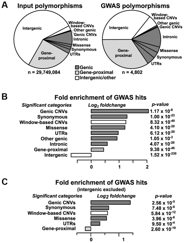 Relative enrichment of polymorphism classes in GWAS hits.