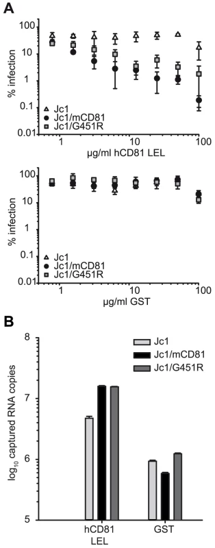 Interaction of HCV wildtype and mutant glycoproteins with recombinant CD81.