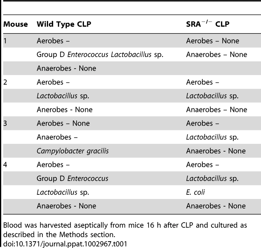 Comparison of bacterial content and growth characteristics of blood from wild type and SRA<sup>−/−</sup> wild mice 16 hours after CLP sepsis.