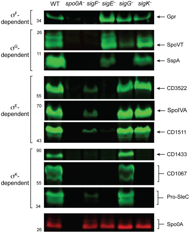 Western blot analyses of proteins encoded by genes induced by specific sigma factors during sporulation.