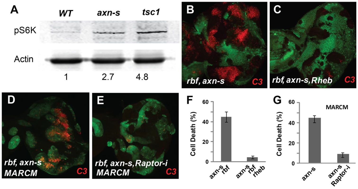 <i>axn rbf</i> synergistic cell death is mediated by deregulation of mTOR activities.