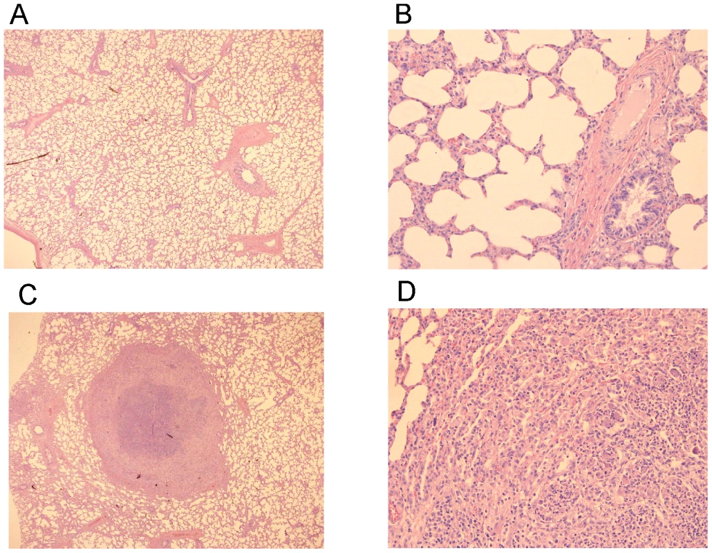 Histopathology of lung tissue of vaccinates versus non-vaccinated foals following intratracheal challenge with wild type <i>R. equi</i>.