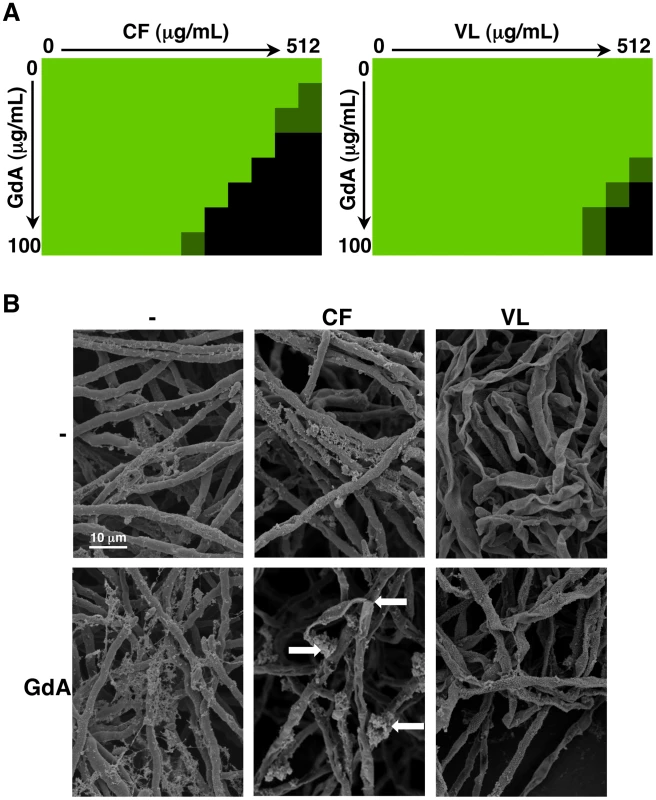 Pharmacological inhibition of Hsp90 enhances the efficacy of echinocandins and azoles against <i>A. fumigatus</i> biofilms and affects biofilm morphology.