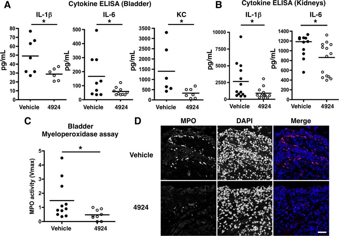 Reduced UPEC-mediated inflammatory damage to bladder epithelium with AKB-4924 pretreatment.