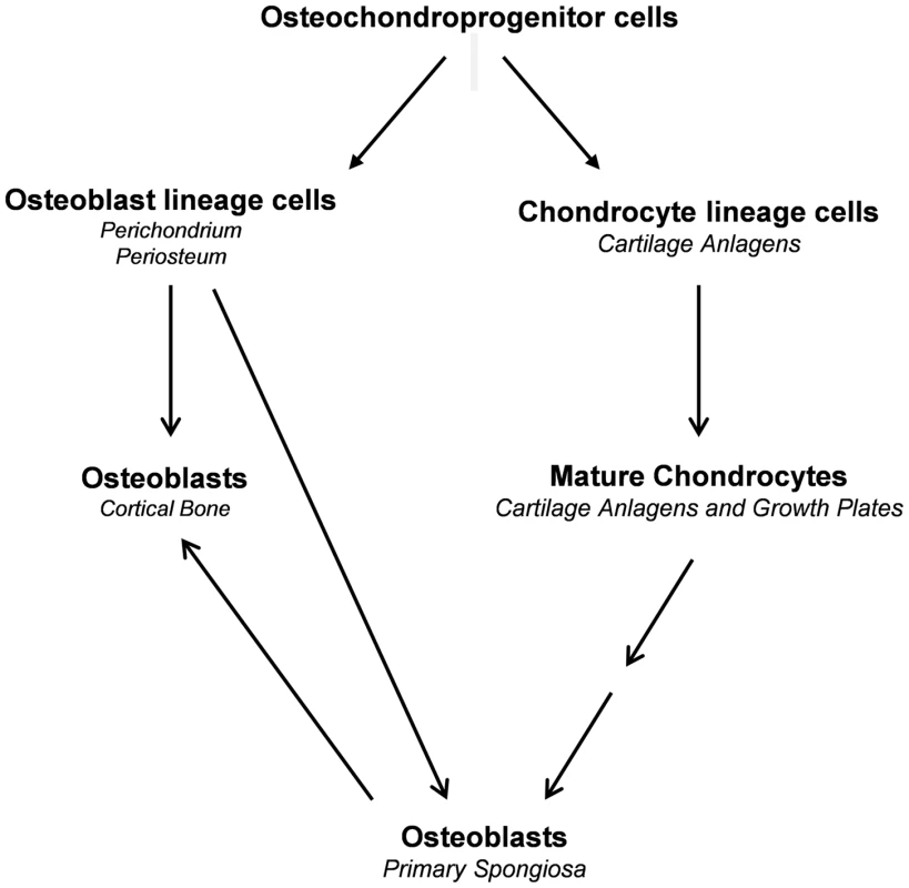 Proposed model illustrating the sources of osteoblasts in endochondral bone.