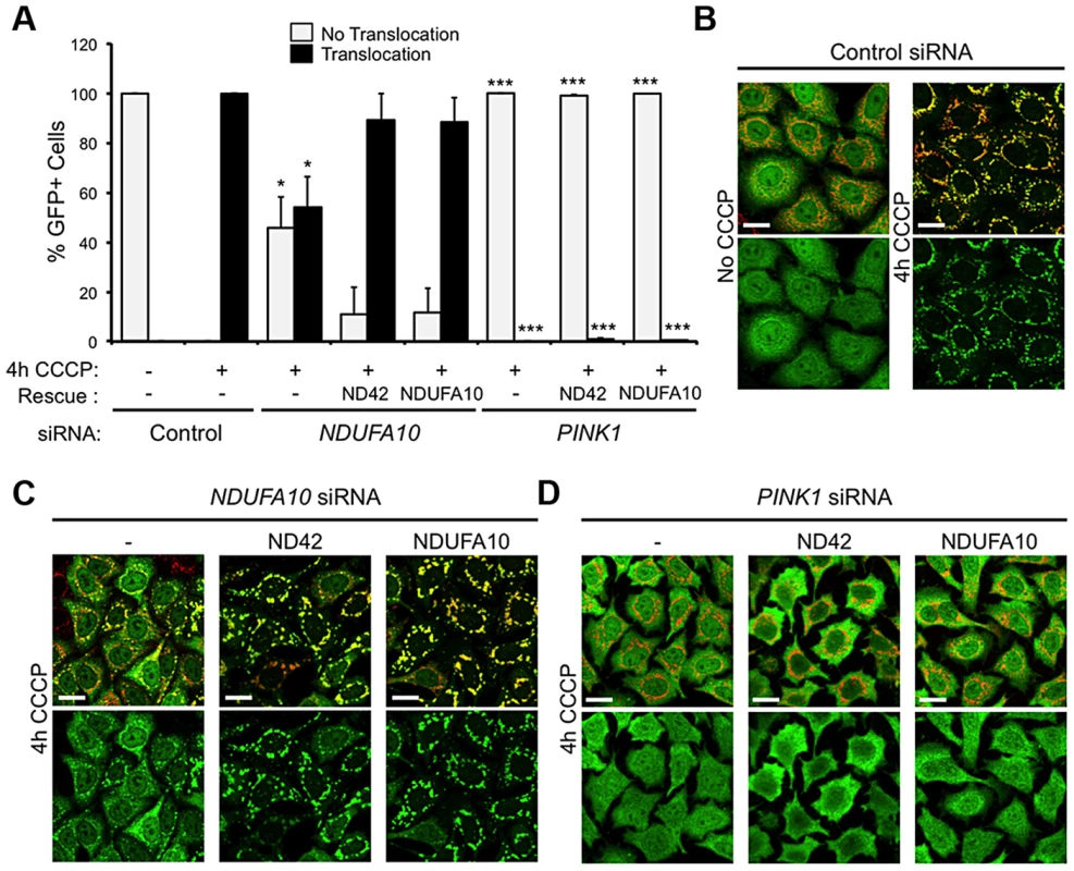 <i>NDUFA10/ND42</i> overexpression does not restore CCCP-induced Parkin translocation in the absence of <i>pink1</i>.
