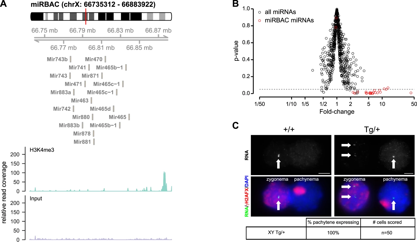 Pachytene expression of X-linked miRNAs from an autosomal transgene.