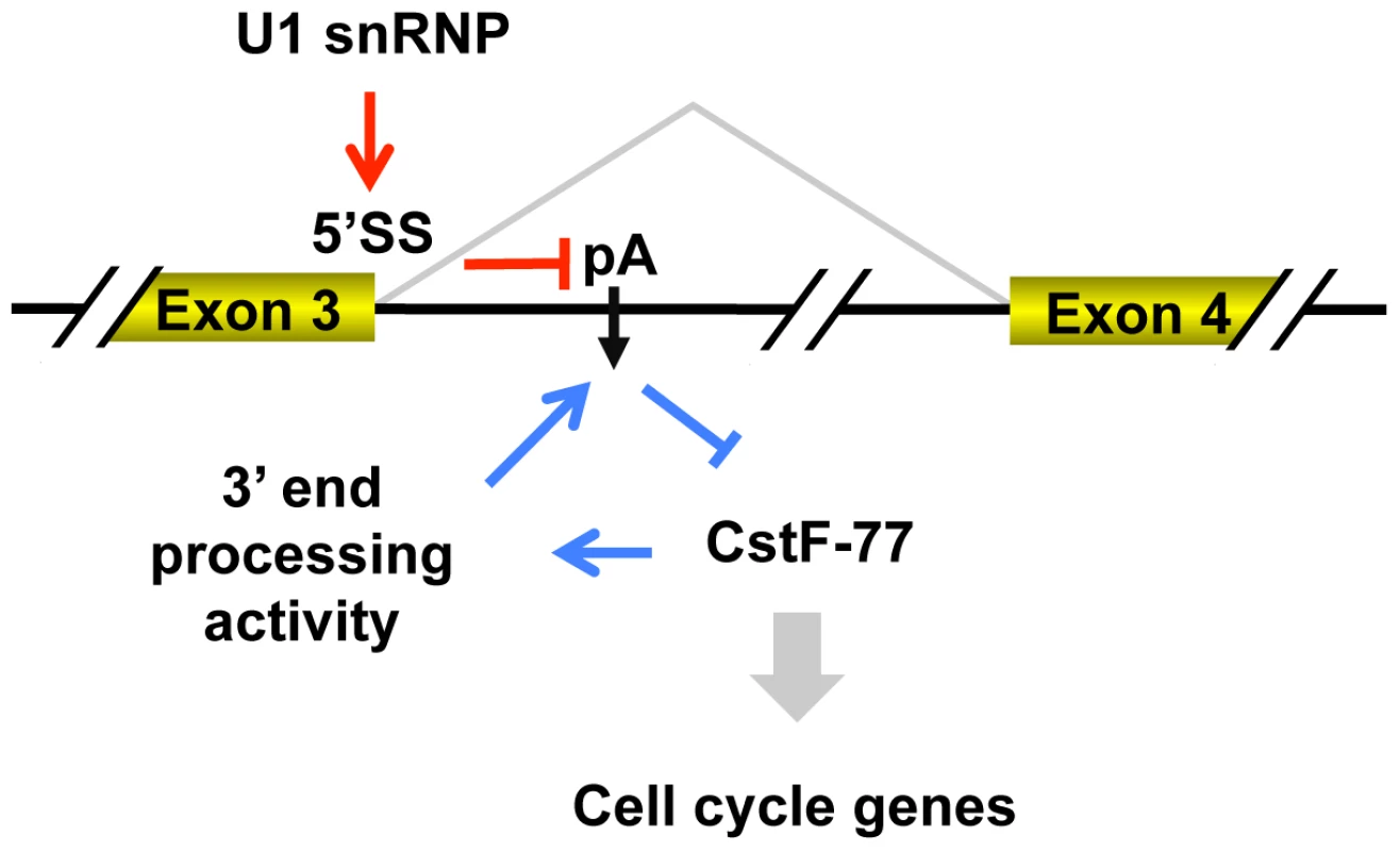 Model for regulation of intronic pA of the CstF-77 gene by 3′ end processing and U1 snRNP, and its impact on expression of cell cycle genes.